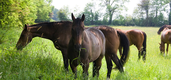 Horse Sales